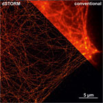 ibidi’s µ-Slides are as Efective as Glass Slides in Live Cell Super-Resolution Microscopy 