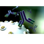 Antibodies and Recombinant Proteins