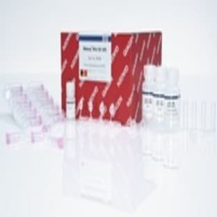 RNeasy Mini Kit (50)