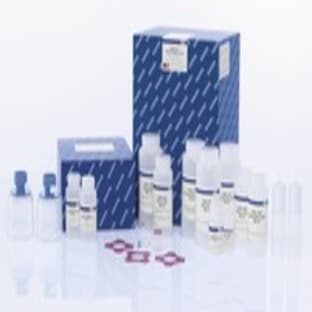 EndoFree Plasmid Giga Kit (5)