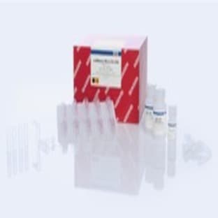 		miRNeasy Micro Kit (50)