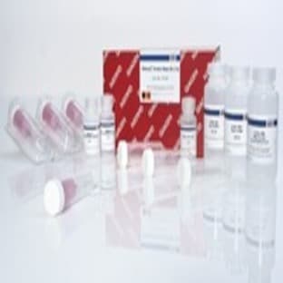 RNeasy Maxi Kit (12)