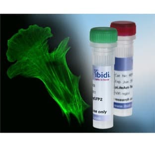 LifeAct Plasmids avatar